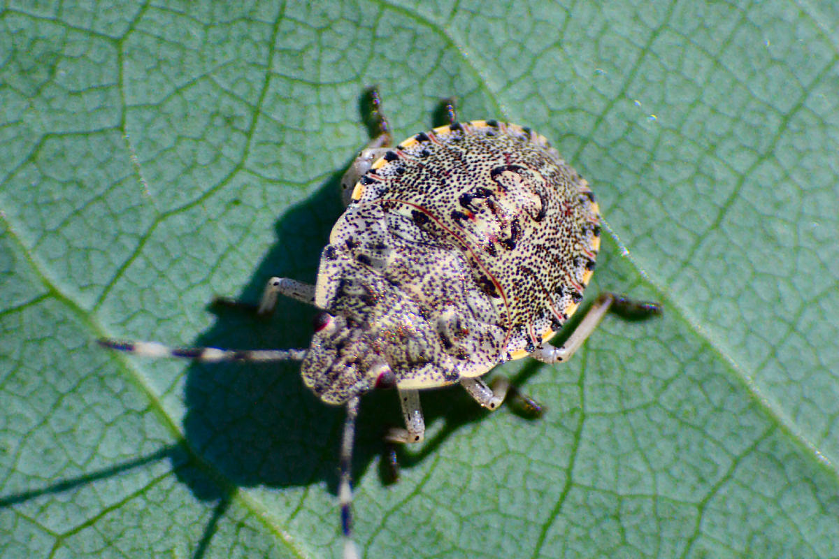 Pentatomidae: neanide di Rhaphigaster nebulosa di Lombardia